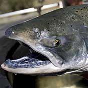 A Chinook salmon 