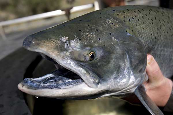 
                A Chinook salmon is placed in a tank for propagation at the Livingston Stone National Fish Hatchery in Shasta Lake, Calif., on March 18, 2008 .
                                    (Kimberly White/Getty Images)
                                