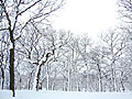 A snowy woods