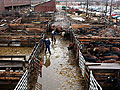 South St. Paul stockyards