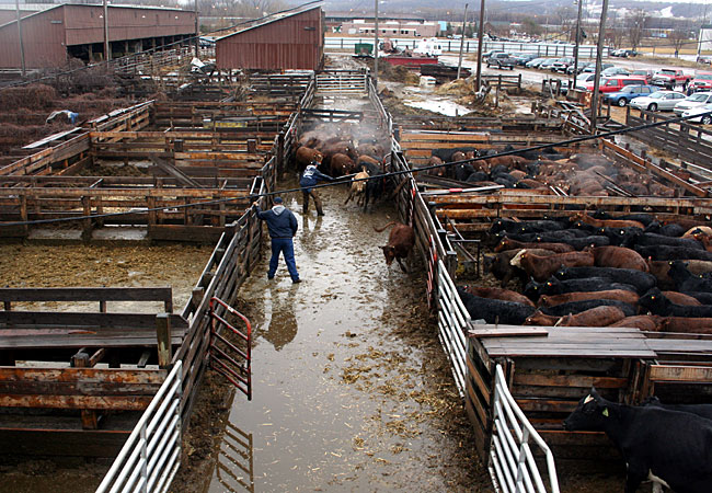 mineral wells stockyard livestock auction markets