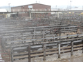Cattle
