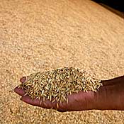 Rice is shown while drying in Thailand warehouse 