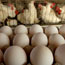 eggs & hens