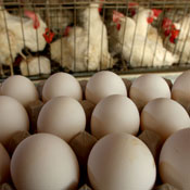 eggs & hens 