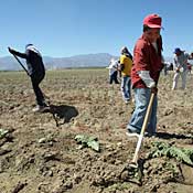 20080418_mexican_laborers_18.jpg