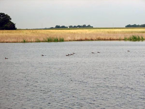 Larger view
