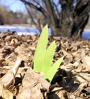 Larger view