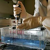 Technician loads DNA samples 