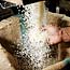 Thai worker loads rice into a bag