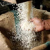Thai worker loads rice into a bag 