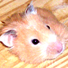 Fuzzy gets stuck