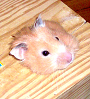 Larger view