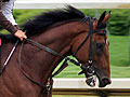 Derby favorite