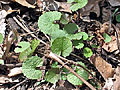 Garlic mustard