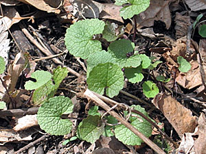 Larger view