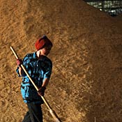 Thai worker sweeps next to a pile of rice 