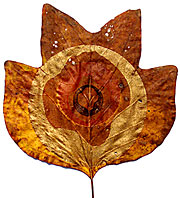 Larger view