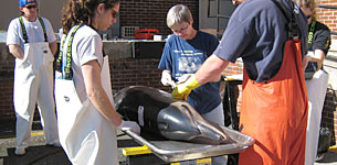 Dolphin necropsy