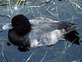 Larger view