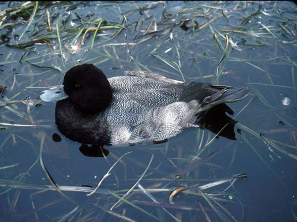 This lesser scaup is so sick it can't move. It could die floating on the water like a decoy.