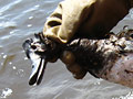 dead duck