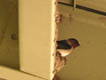 Swallows
