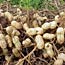 Peanuts in Georgia field