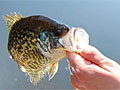 Catching fish before the opener