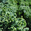 Close-up of greens