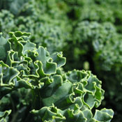 close-up of greens 