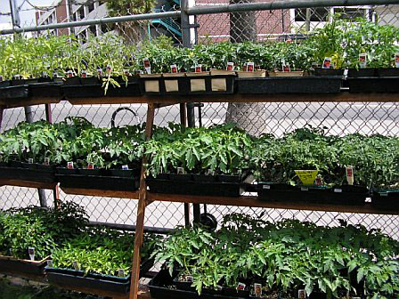 
                Plants at Sunset Nursery
                                    (Stacey Vanek-Smith)
                                