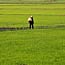 A worker walks through a rice field in Thailand