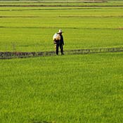 A worker walks through a rice field in Thailand 