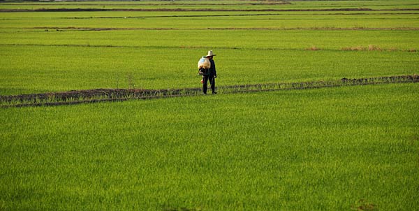 
                A worker walks through a rice field in Suphan-Buri, Thailand.
                                    (Chumsak Kanoknan/ Getty Images)
                                