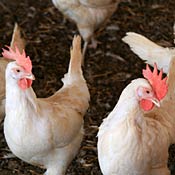 Free-range chickens in Givot Olam in West Bank 