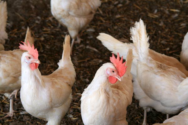 
                Free-range chickens at an organic farm in the West Bank settlement outpost of Givot Olam.
                                    (Daniella Cheslow)
                                