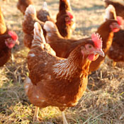Foraging chickens 