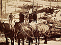 Old logging camp