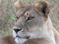 A Serengeti lioness