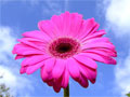 Daisy