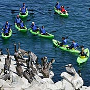Tourists kayak near California brown pelicans 