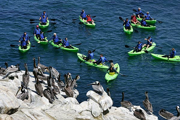 
                A group of tourists kayak near California brown pelicans on a bluff at La Jolla Cove in La Jolla, Calif.
                                    (David McNew/Getty Images)
                                