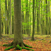 A Beech forest 