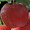 Honeycrisp ripen apples on the tree