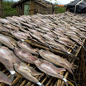 Fish laid out for sale 