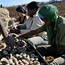 Cuban workers sewing potatoes
