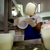 worker flips cheese curd 