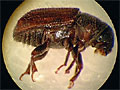 Larger view