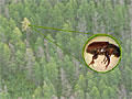 Eastern Larch beetle